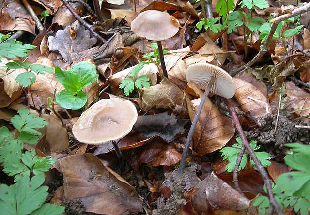 Una peziza nel sacco e altre specie primaverili